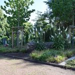 Baumfeld - Baumbestattungen für Urnen - Friedhof Wiedenbrück